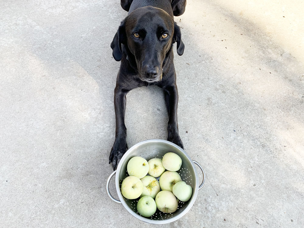 Pilot the dog with apples