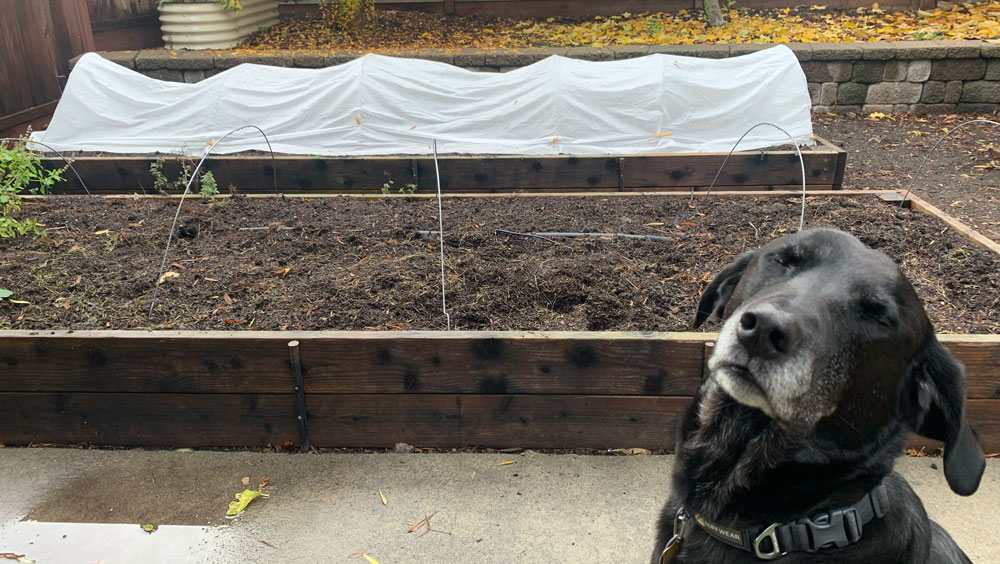 Pilot looking very pleased with his arugula planting prowess.