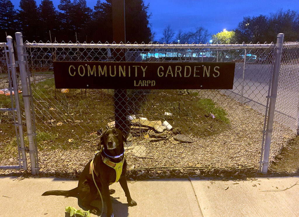 Walking Dog Past Community Garden